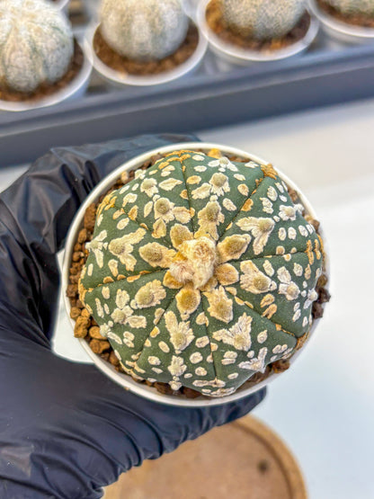 Astrophytum V Type (at5) (11) |  Sea urchin cactus