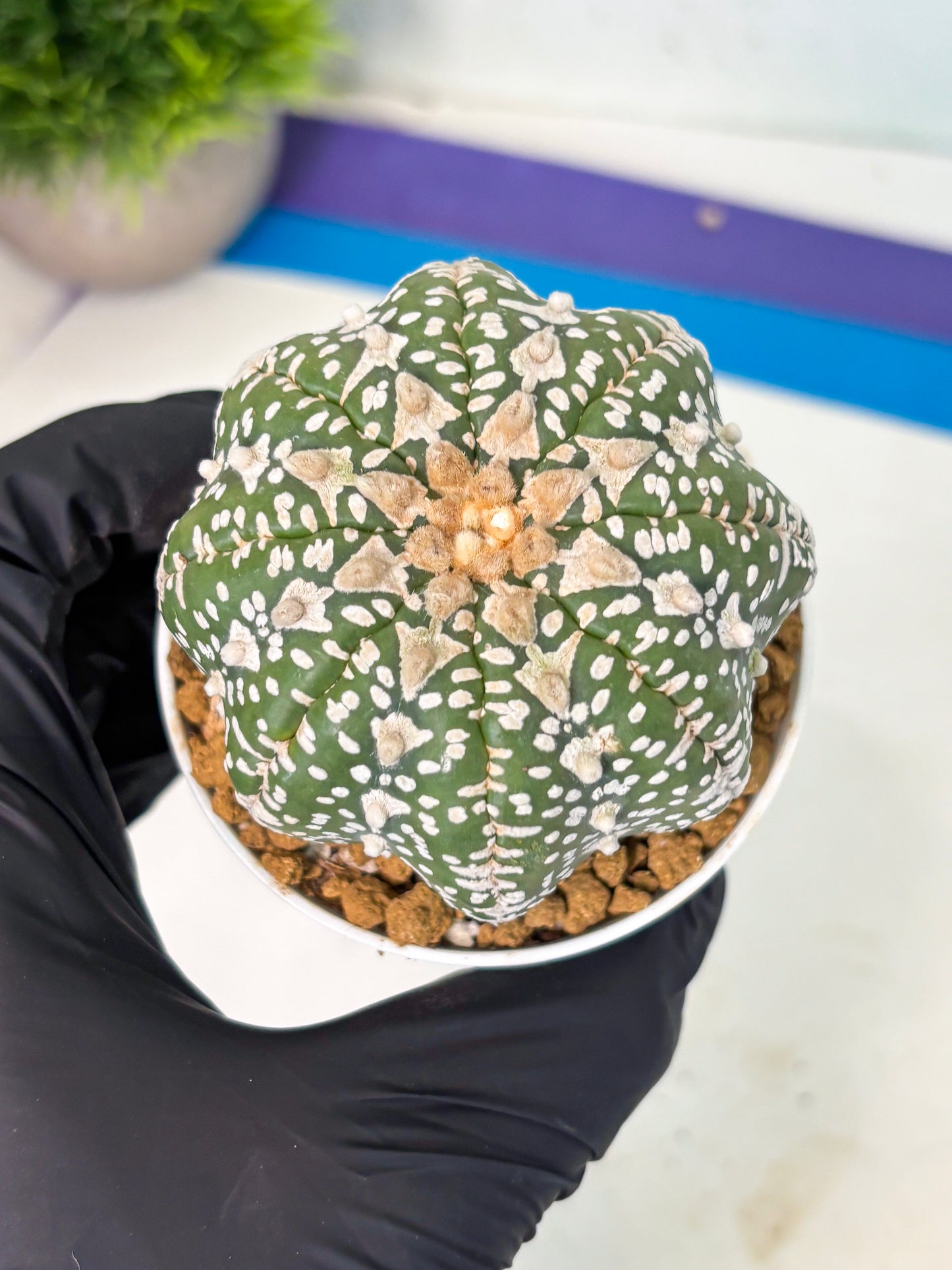 Astrophytum V-Type (at5) (y2) | Rare imported Plant