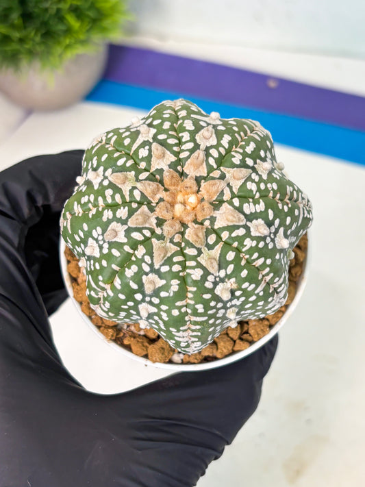 Astrophytum V-Type (at5) (y2) | Rare imported Plant
