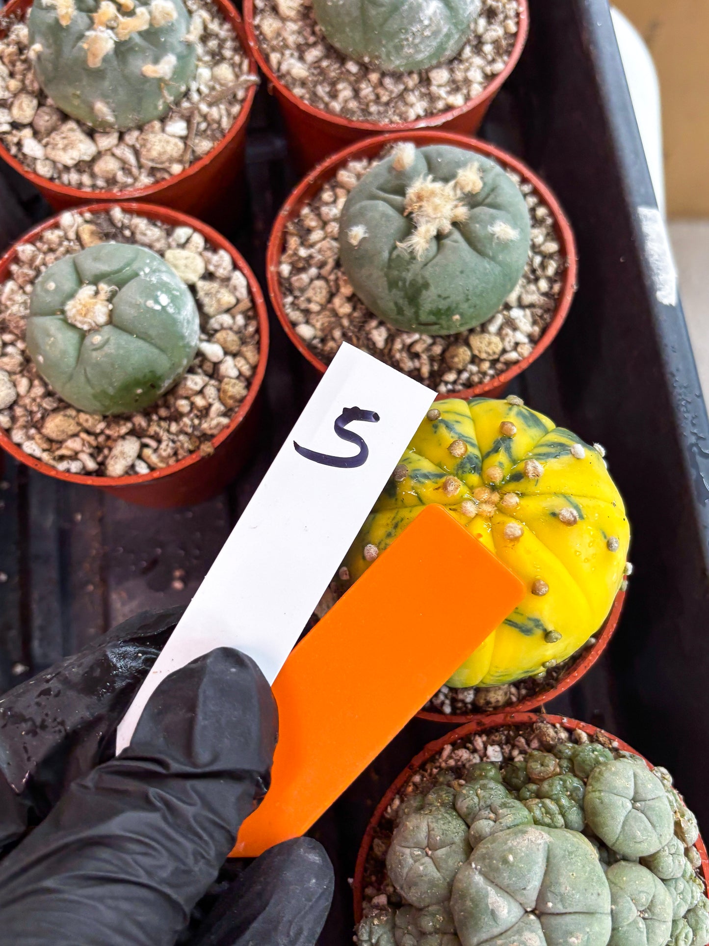 Astrophytum Variegated (T5) (o5) | Nevada Plant Seller | 3" Pot