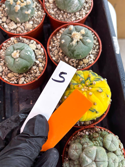 Astrophytum Variegated (T5) (o5) | Nevada Plant Seller | 3" Pot