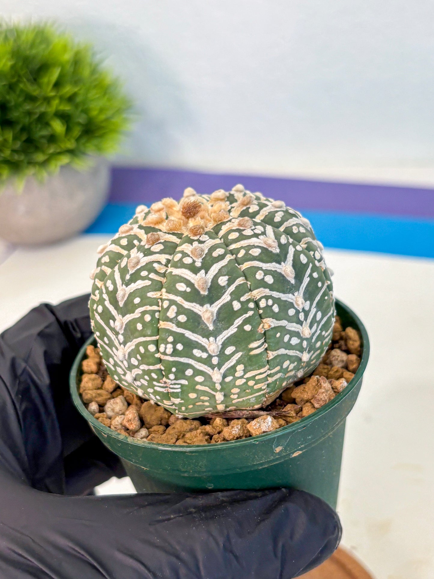 Astrophytum V Type (at2) (11) | Live Plant | Rare Collection