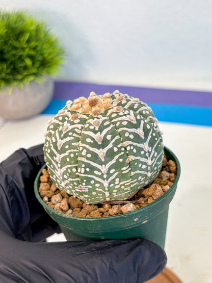 Astrophytum V Type (at2) (11) | Live Plant | Rare Collection
