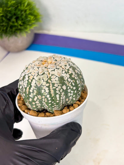 Astrophytum V-Type (at4) (r4) | Ship from Nevada
