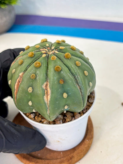 Astrophytum Nudum (at9) (11) | Live Cactus