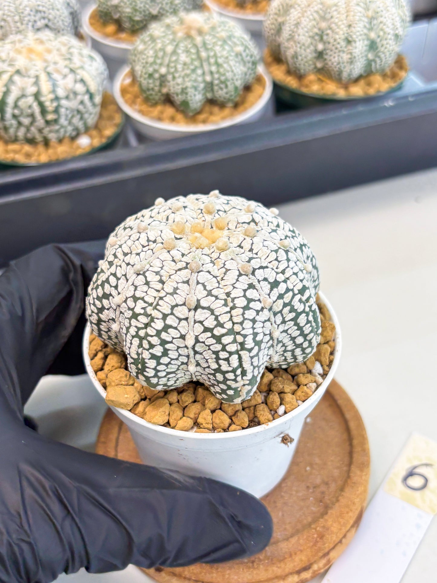 Astrophytum Star Shape (at2) (b6) | Japanese Import