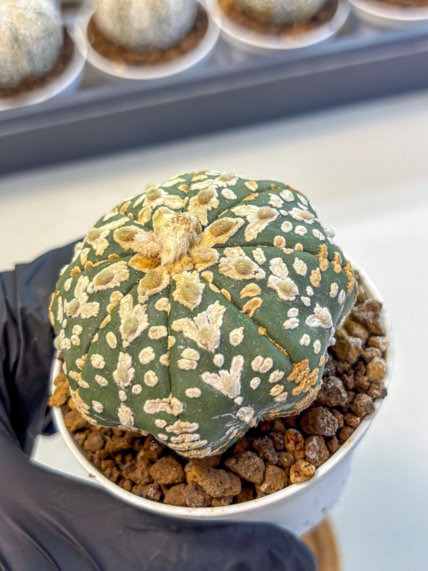 Astrophytum V Type (at5) (11) |  Sea urchin cactus
