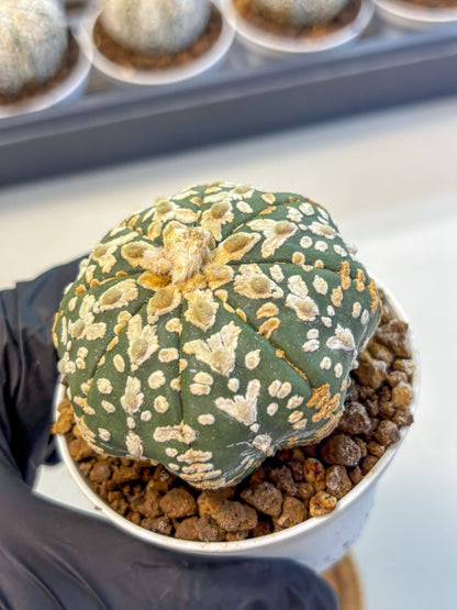 Astrophytum V Type (at5) (11) |  Sea urchin cactus