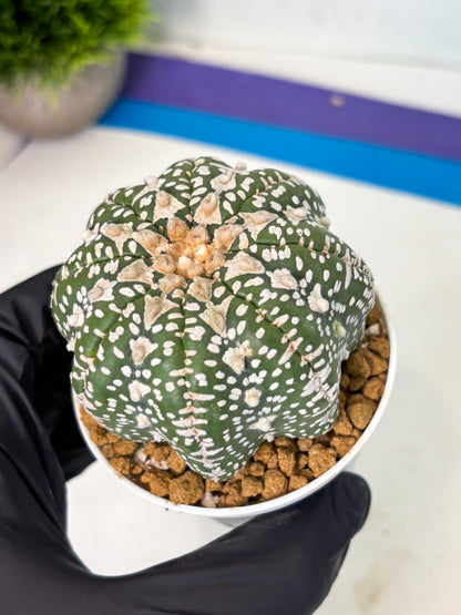 Astrophytum V-Type (at5) (y2) | Rare imported Plant