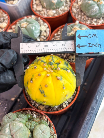 Astrophytum Variegated (T5) (o5) | Nevada Plant Seller | 3" Pot