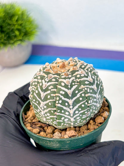 Astrophytum V Type (at2) (11) | Live Plant | Rare Collection