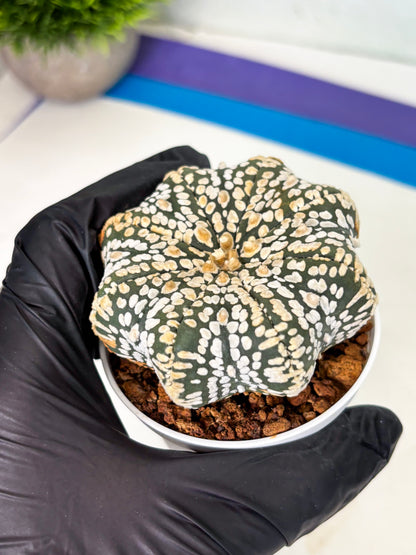 Astrophytum Star Shape (at4) (g7) | Imported Plant