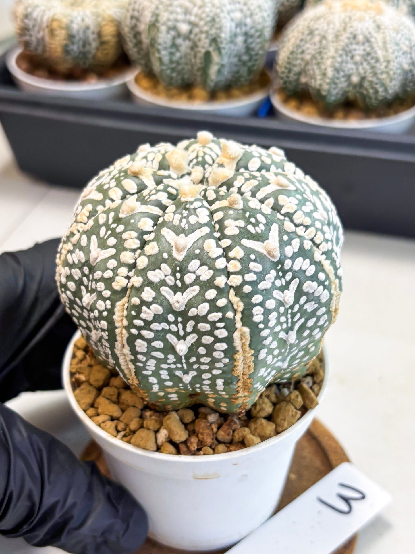 Astrophytum V-Type (at4) (y3) | Ship from Nevada