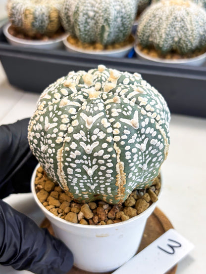 Astrophytum V-Type (at4) (y3) | Ship from Nevada