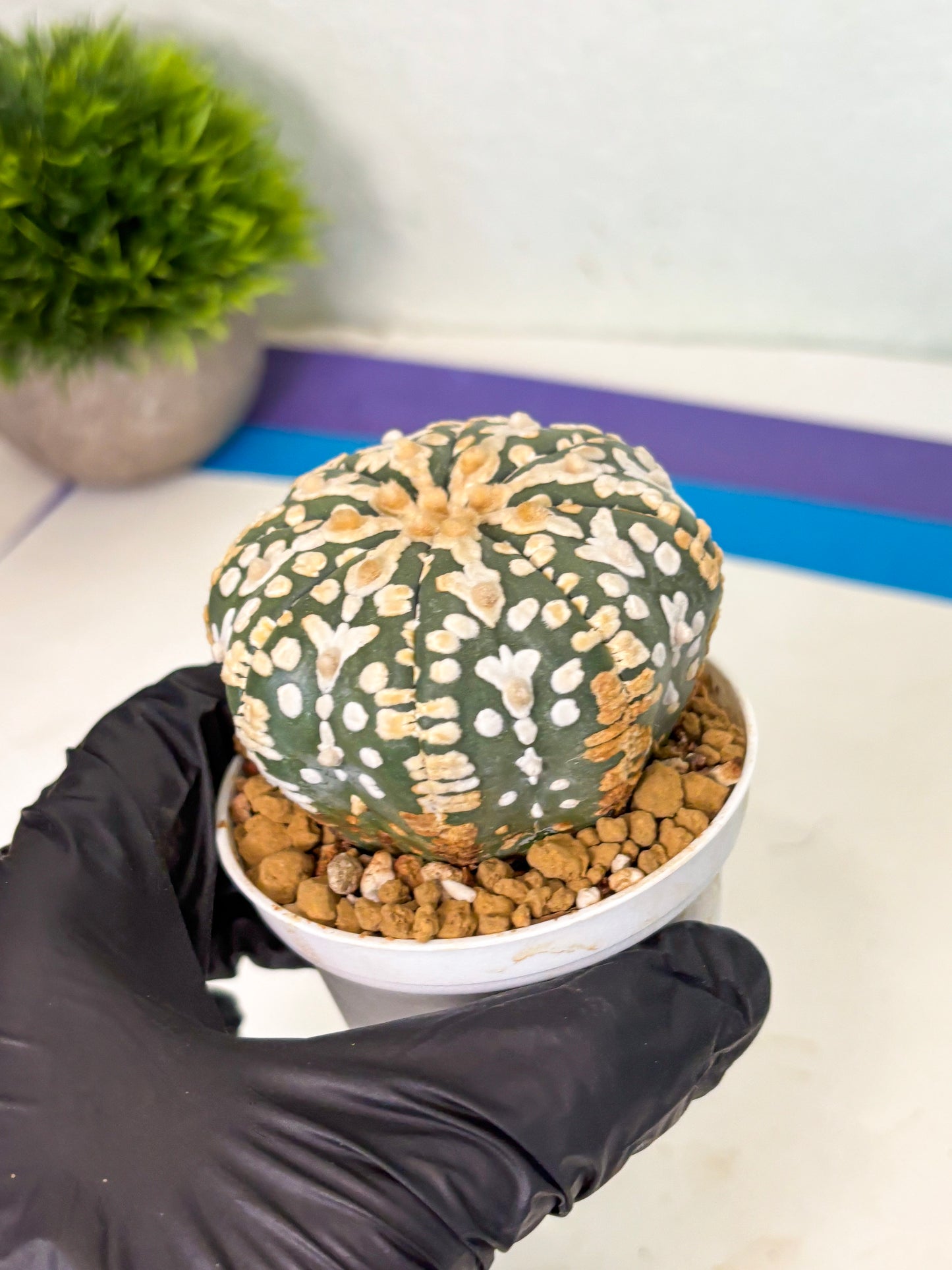 Astrophytum V-Type (at4) (y1) | Ship from Nevada
