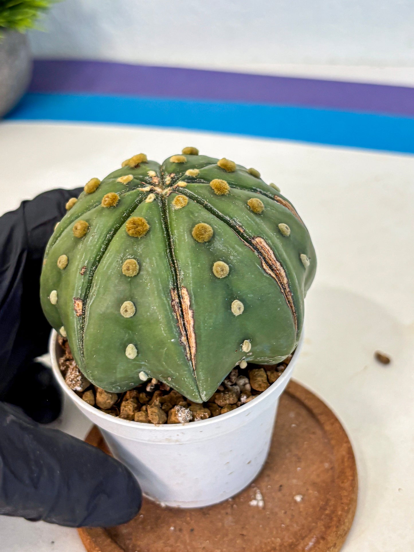 Astrophytum Nudum (at9) (11) | Live Cactus