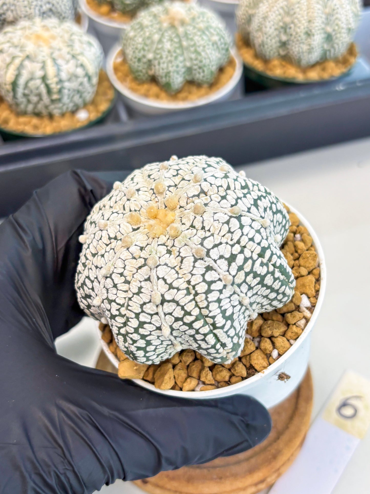 Astrophytum Star Shape (at2) (b6) | Japanese Import