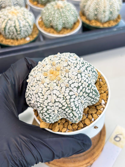 Astrophytum Star Shape (at2) (b6) | Japanese Import