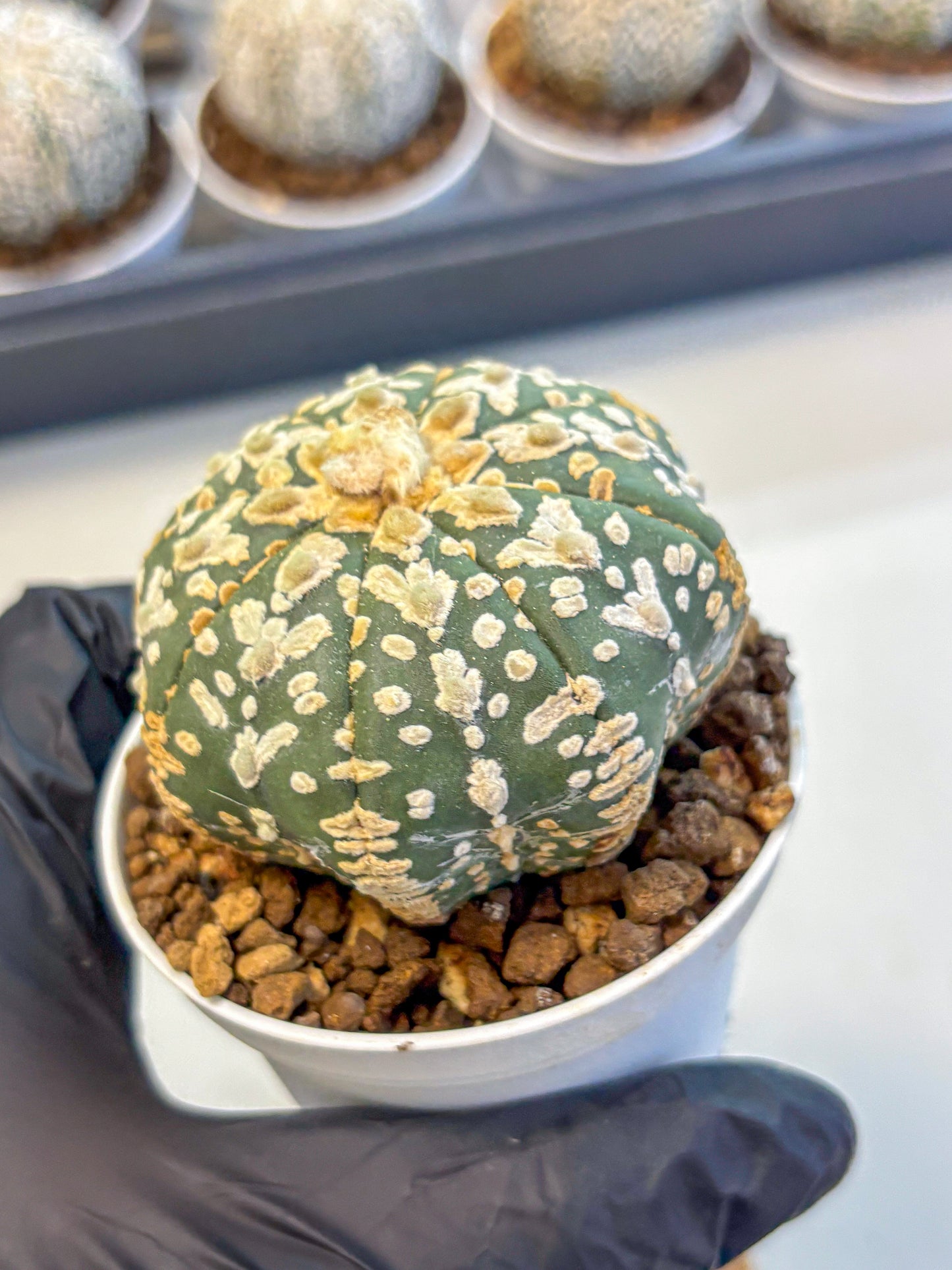 Astrophytum V Type (at5) (11) |  Sea urchin cactus