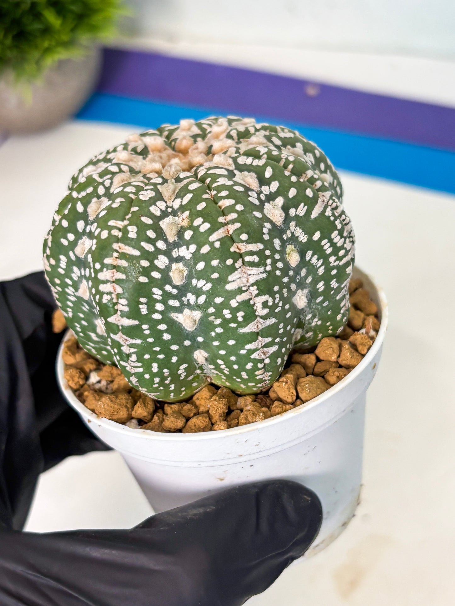 Astrophytum V-Type (at5) (y2) | Rare imported Plant