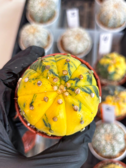 Astrophytum Variegated (T5) (o5) | Nevada Plant Seller | 3" Pot