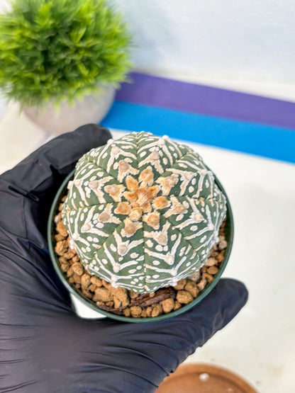 Astrophytum V Type (at2) (11) | Live Plant | Rare Collection
