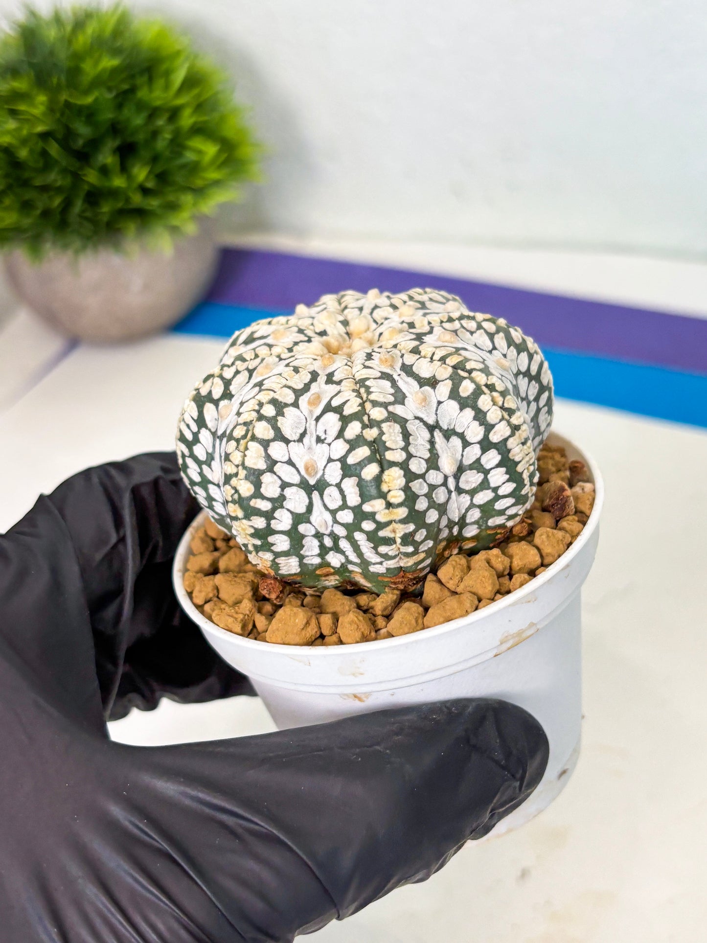 Astrophytum Star Shape (at4) (g1) | Imported Plant
