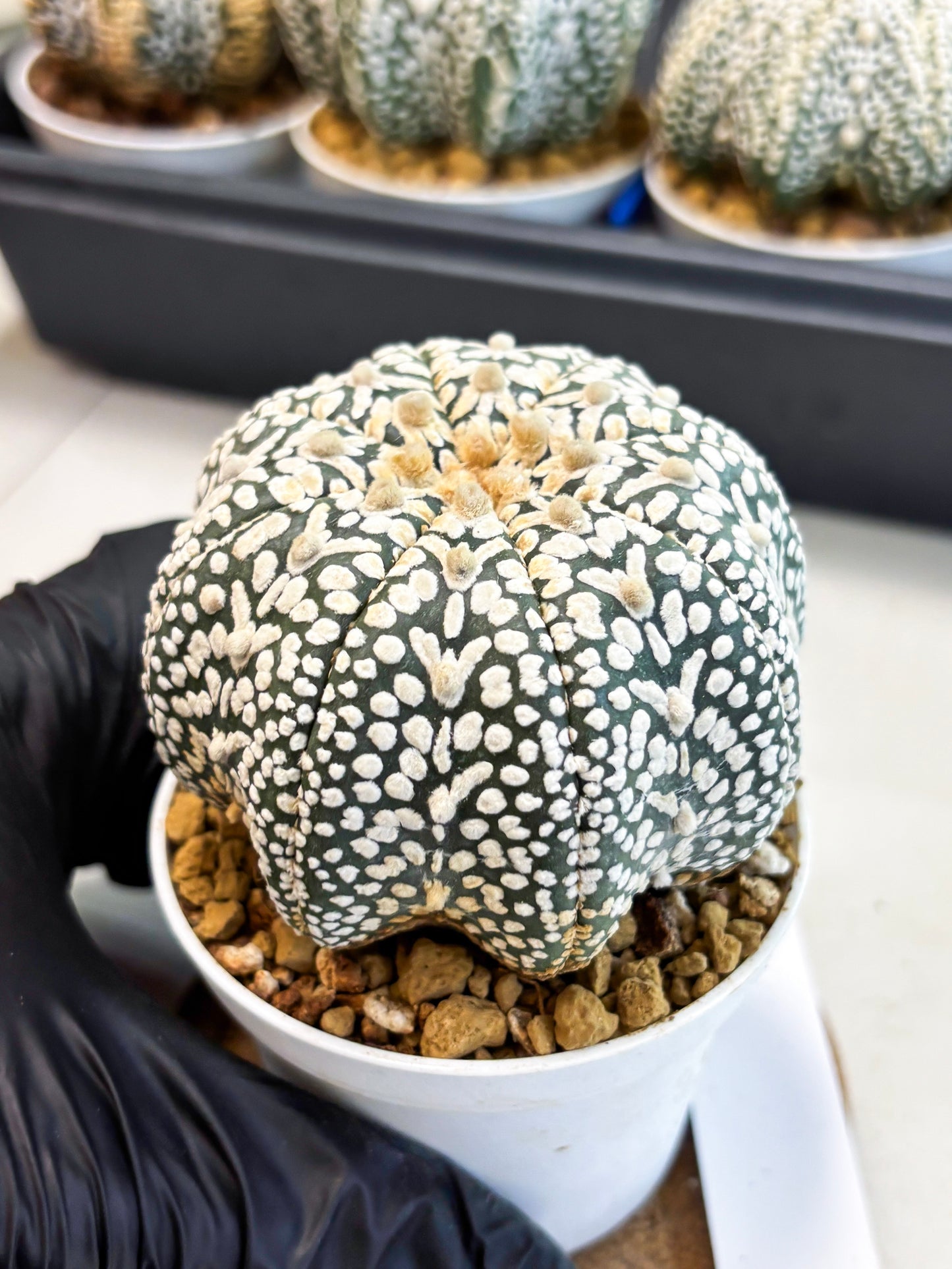 Astrophytum V-Type (at4) (y6) | Ship from Nevada