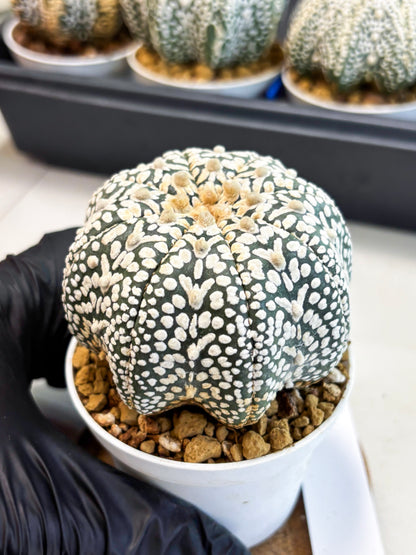 Astrophytum V-Type (at4) (y6) | Ship from Nevada