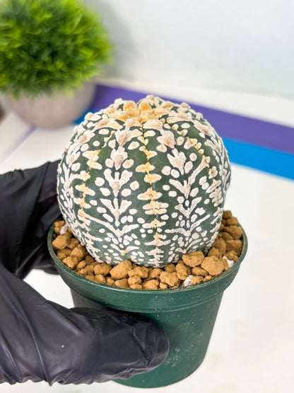 Astrophytum V-Type (at4) (r5) | Ship from Nevada