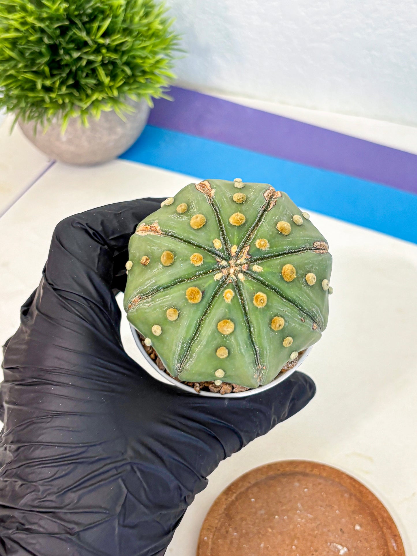 Astrophytum Nudum (at9) (11) | Live Cactus