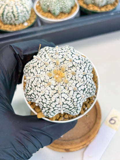 Astrophytum Star Shape (at2) (b6) | Japanese Import