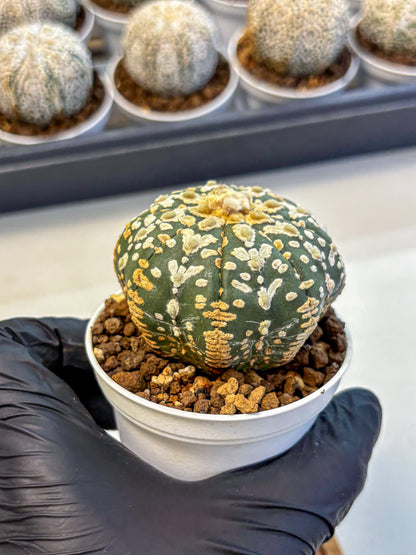Astrophytum V Type (at5) (11) |  Sea urchin cactus