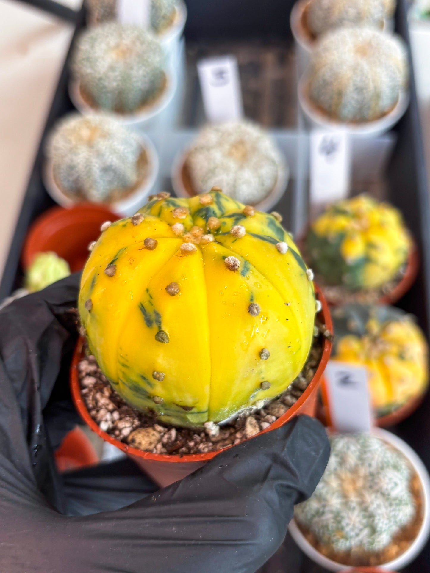 Astrophytum Variegated (T5) (o5) | Nevada Plant Seller | 3" Pot