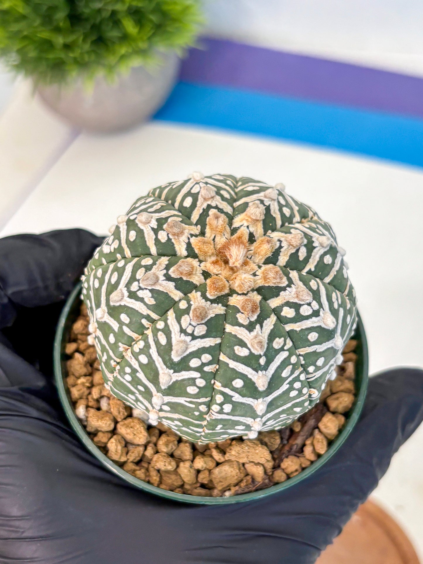 Astrophytum V Type (at2) (11) | Live Plant | Rare Collection