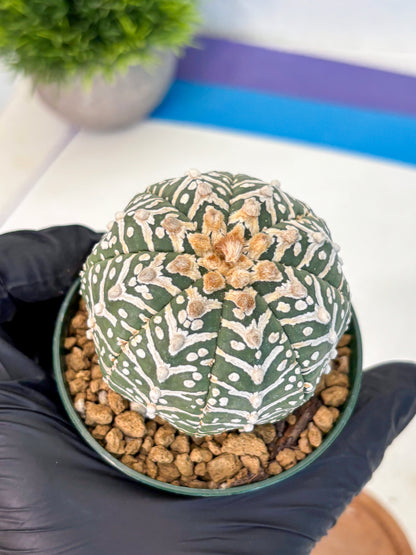 Astrophytum V Type (at2) (11) | Live Plant | Rare Collection