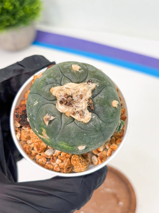 Spineless Cactus (Lo1) (b4) | For Advanced Growers