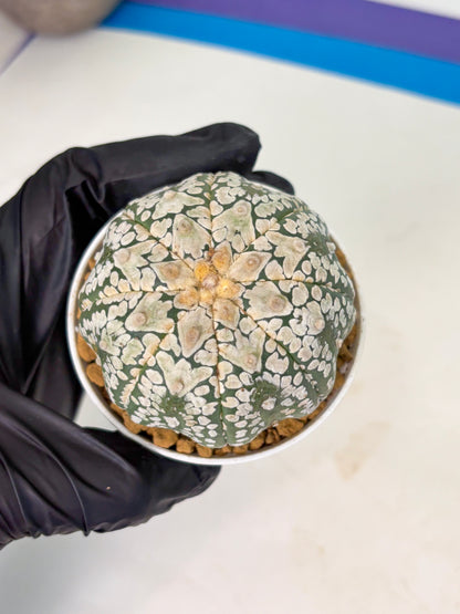 Astrophytum V-Type (at4) (r4) | Ship from Nevada
