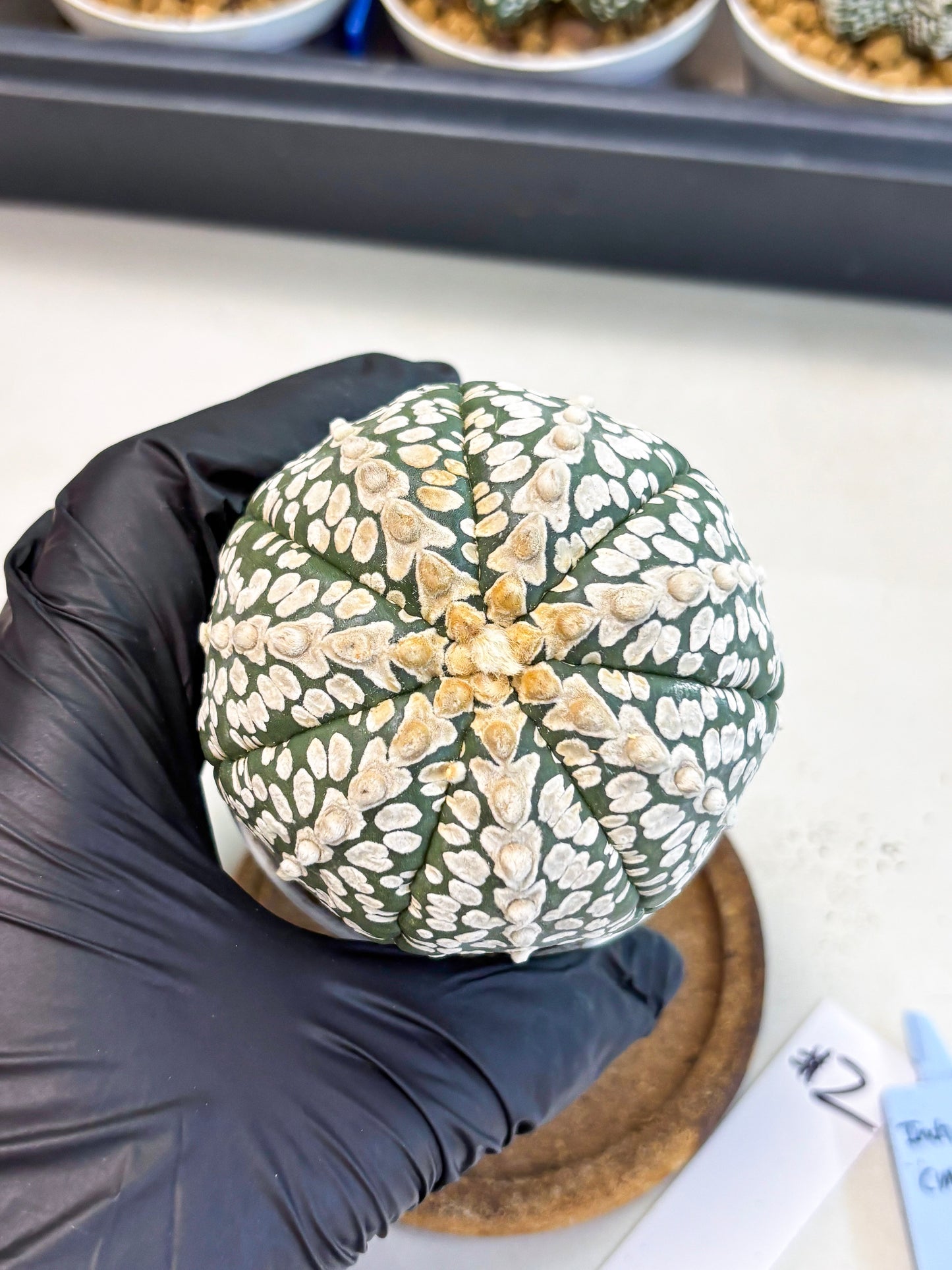 Astrophytum V-Type (at4) (r2) | Ship from Nevada