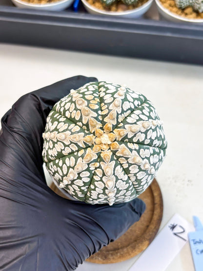 Astrophytum V-Type (at4) (r2) | Ship from Nevada