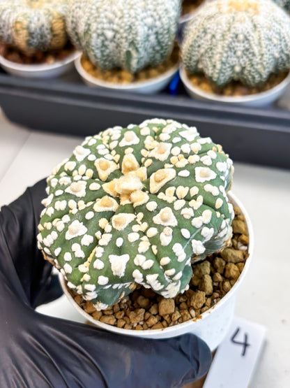 Astrophytum V-Type (at4) (y4) | Ship from Nevada