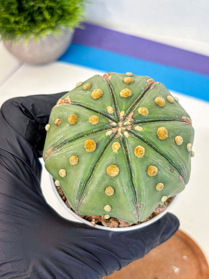 Astrophytum Nudum (at9) (11) | Live Cactus