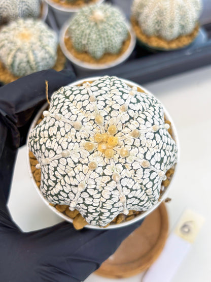 Astrophytum Star Shape (at2) (b6) | Japanese Import