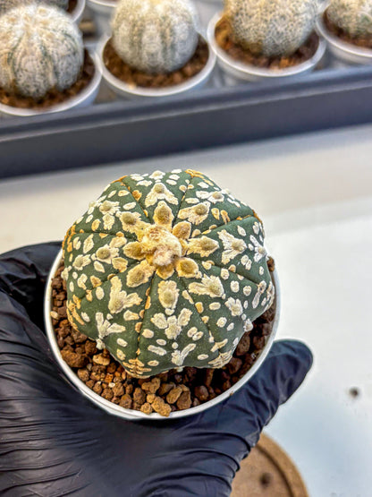 Astrophytum V Type (at5) (11) |  Sea urchin cactus