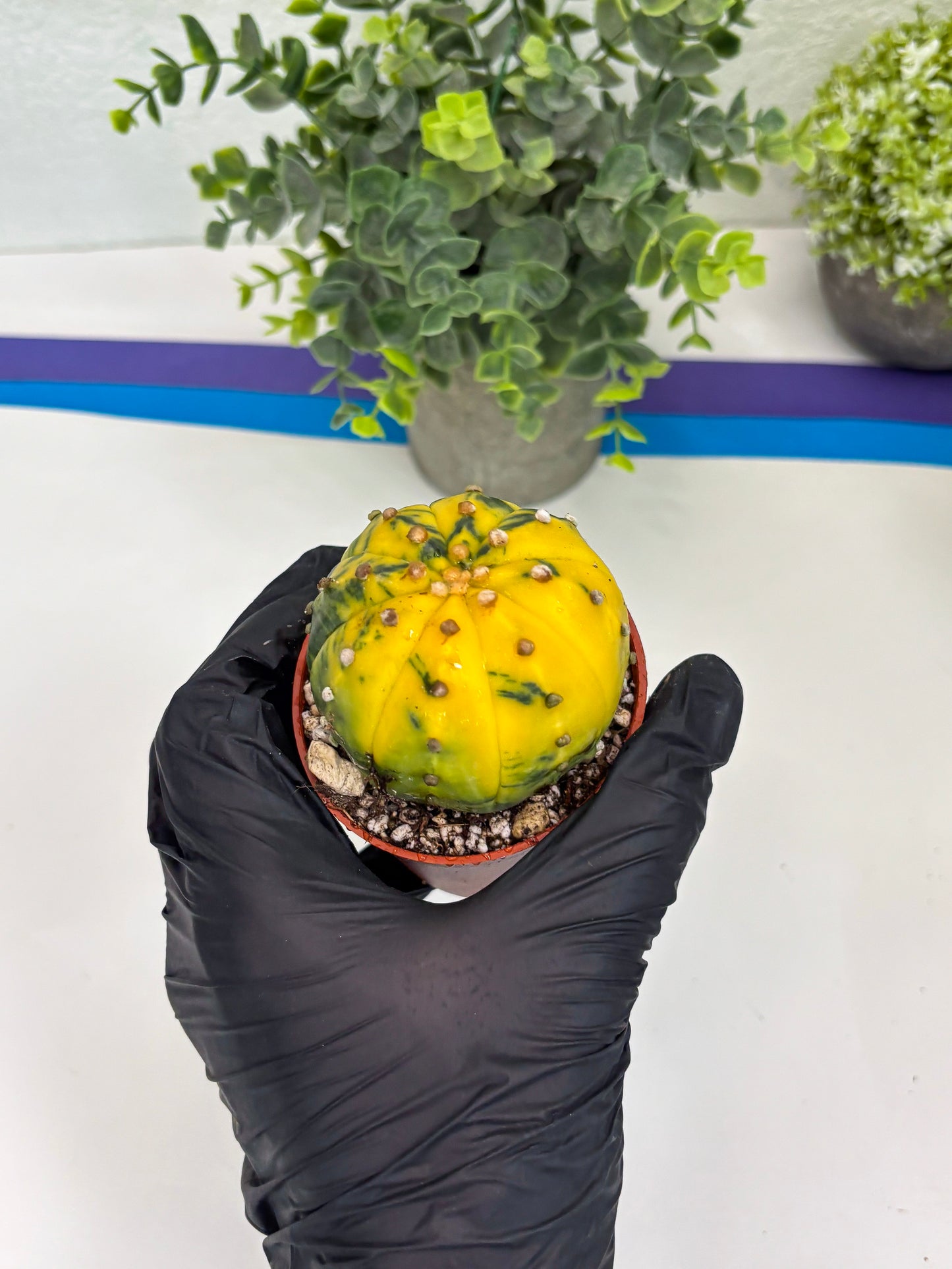 Astrophytum Variegated (T5) (o5) | Nevada Plant Seller | 3" Pot