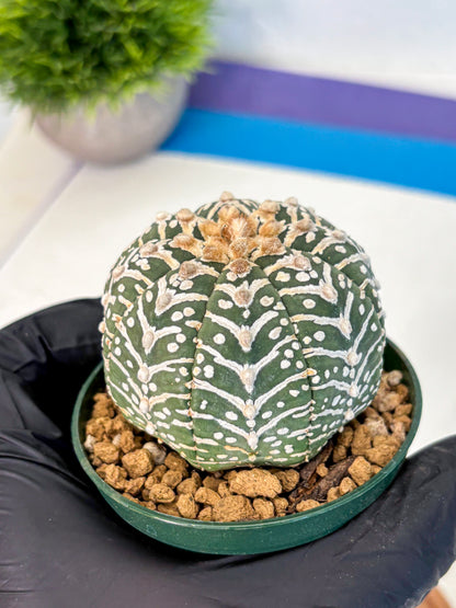 Astrophytum V Type (at2) (11) | Live Plant | Rare Collection