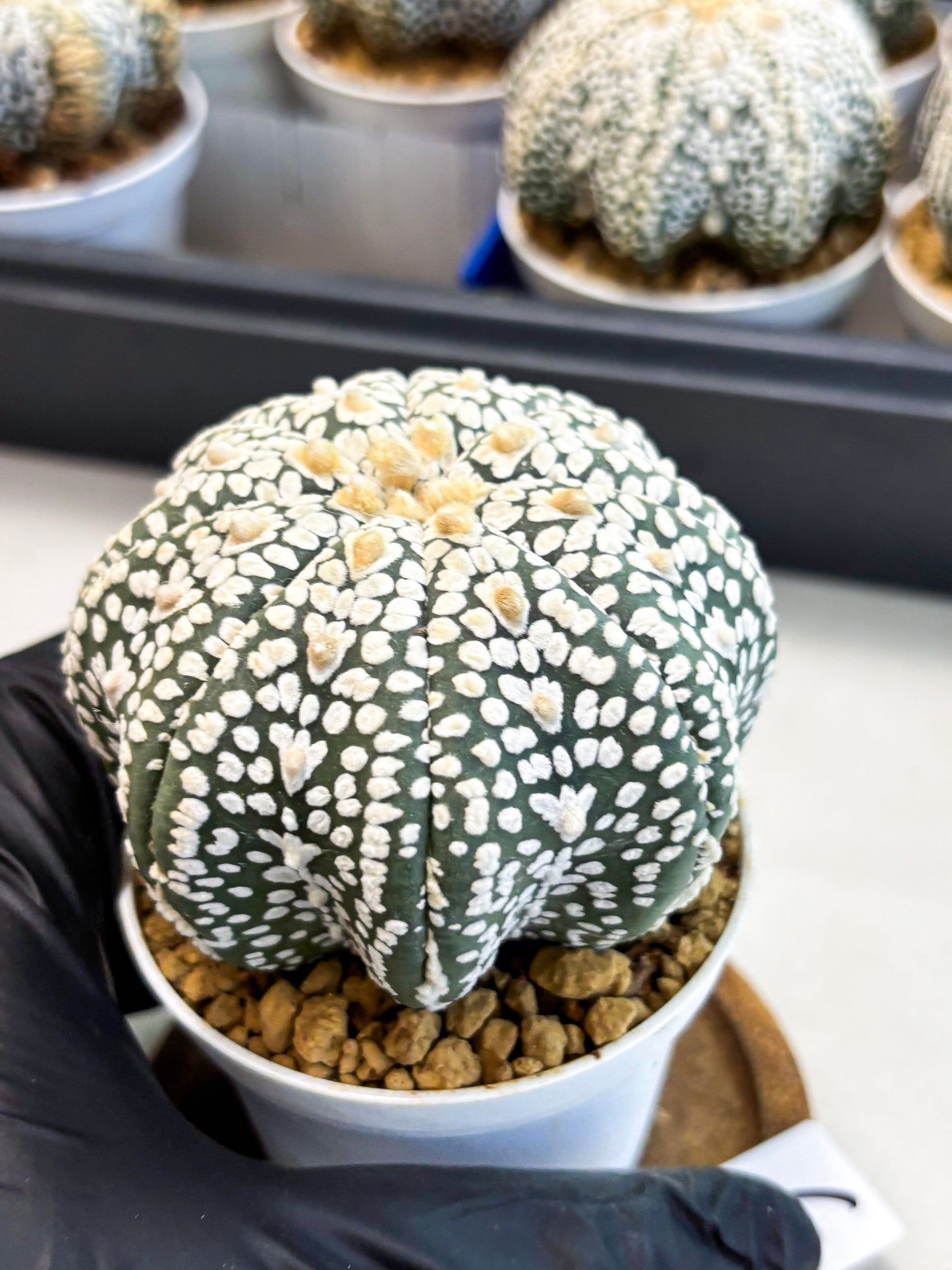 Astrophytum Star Shape (at4) (g6) | Imported Plant