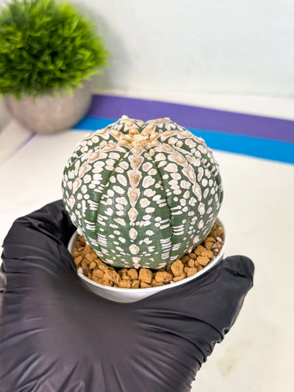 Astrophytum V-Type (at4) (r2) | Ship from Nevada
