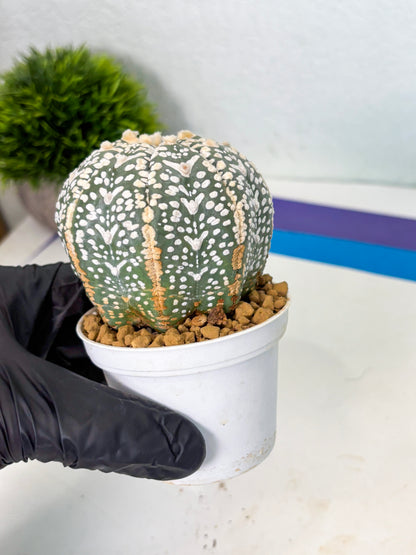 Astrophytum V-Type (at4) (y3) | Ship from Nevada
