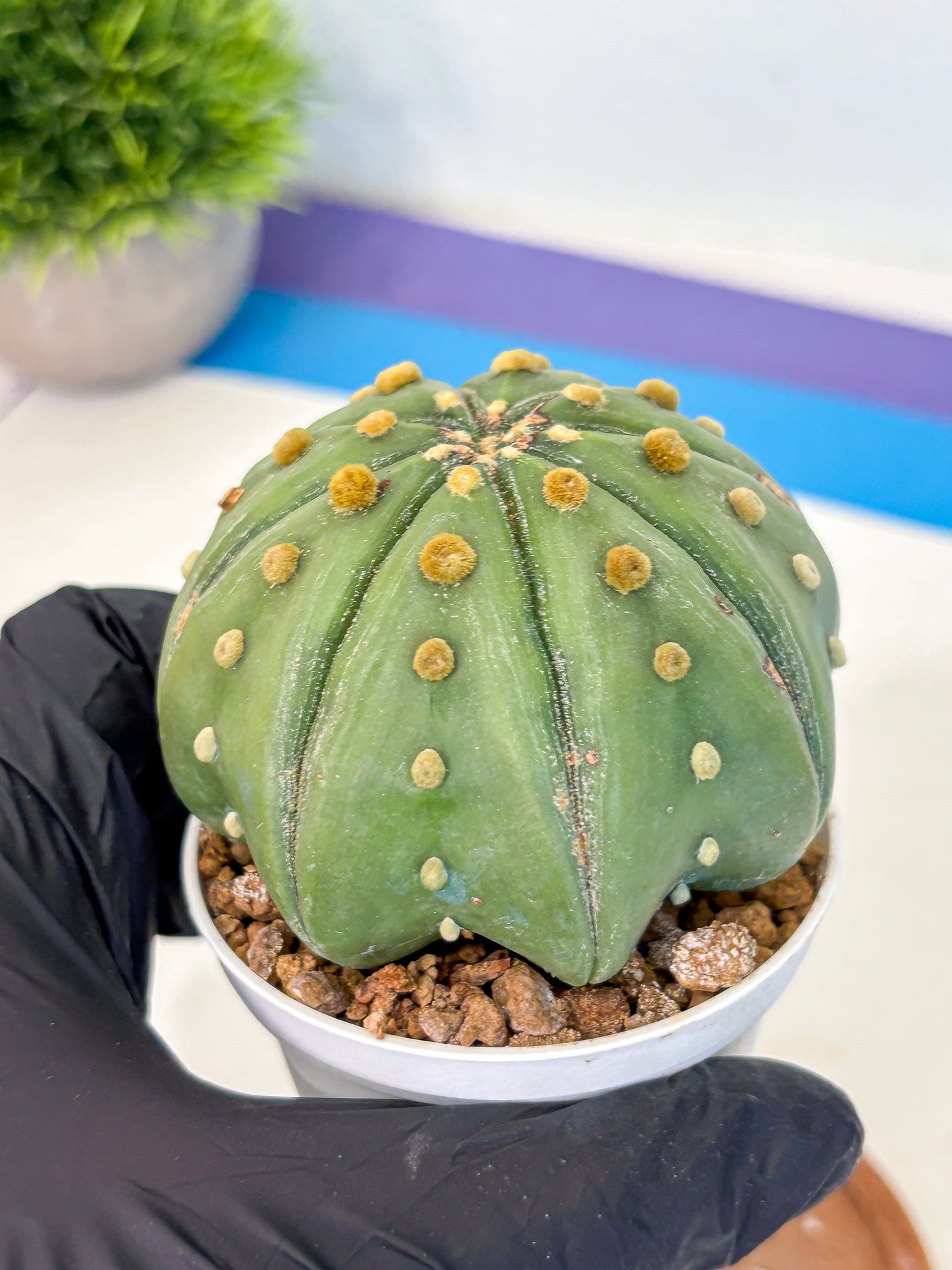 Astrophytum Nudum (at9) (11) | Live Cactus